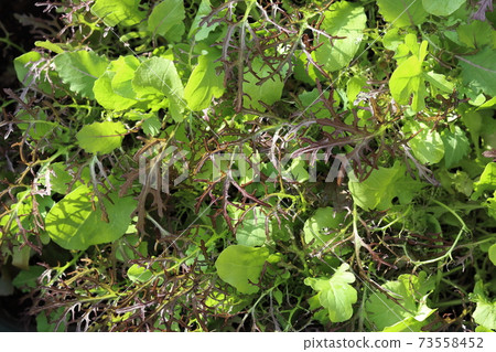 Baby leaf mix exposed to outdoor sunlight 73558452