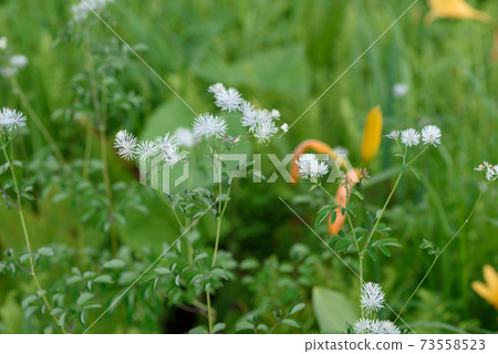 Larchaceous 73558523