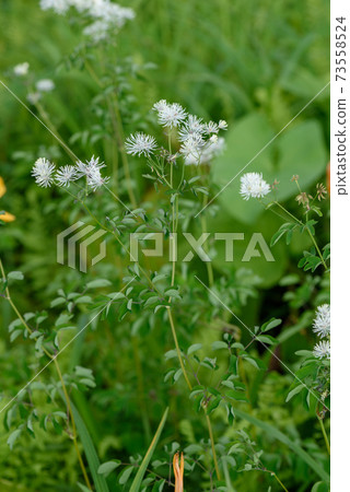 Larchaceous Larchaceous 73558524