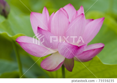 Lotus flowers are in bloom in the lotus pond at the site of Fujiwarakyo in Nara Prefecture. The scientific name is Nelumbo nucifera. 73559235