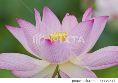 奈良縣京原藤原的荷花池裡盛開著蓮花。學名是Nelumbo nucifera。 奈良縣京原藤原的荷花池裡盛開著蓮花。學名是Nelumbo nucifera。 73559241