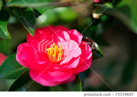 可愛的花 可愛的花 73559697