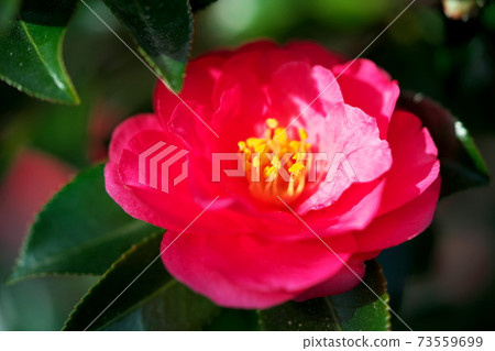 可愛的花 可愛的花 73559699