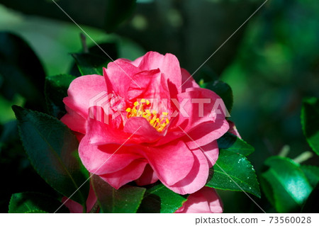 可愛的花 可愛的花 73560028