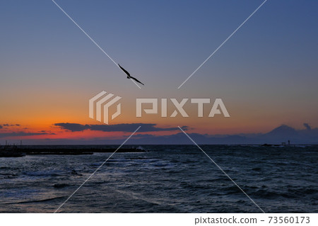 A black kite flying over Manase Coast during the magic hour 73560173