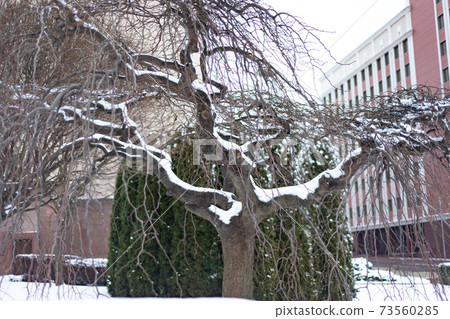 winter, green thuja bushes and a tree covered with white snow 73560285