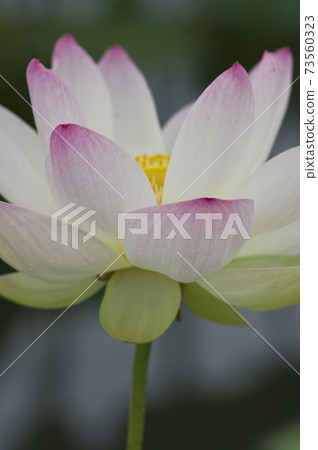 Lotus flowers are in bloom in the lotus pond at the site of Fujiwarakyo in Nara Prefecture. The scientific name is Nelumbo nucifera. Lotus flowers are in bloom in the lotus pond at the site of Fujiwarakyo in Nara Prefecture. The scientific name is Nelumbo nucifera. 73560323