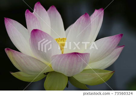 Lotus flowers are in bloom in the lotus pond at the site of Fujiwarakyo in Nara Prefecture. The scientific name is Nelumbo nucifera. Lotus flowers are in bloom in the lotus pond at the site of Fujiwarakyo in Nara Prefecture. The scientific name is Nelumbo nucifera. 73560324