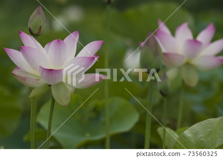 奈良縣京原藤原的荷花池裡盛開著蓮花。學名是Nelumbo nucifera。 73560325