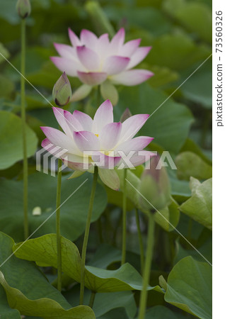 奈良縣京原藤原的荷花池裡盛開著蓮花。學名是Nelumbo nucifera。 奈良縣京原藤原的荷花池裡盛開著蓮花。學名是Nelumbo nucifera。 73560326