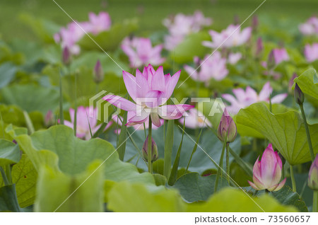 Lotus flowers are in bloom in the lotus pond at the site of Fujiwarakyo in Nara Prefecture. The scientific name is Nelumbo nucifera. 73560657