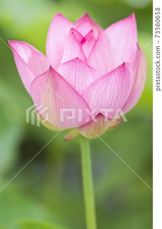 奈良縣京原藤原的荷花池裡盛開著蓮花。學名是Nelumbo nucifera。 73560658