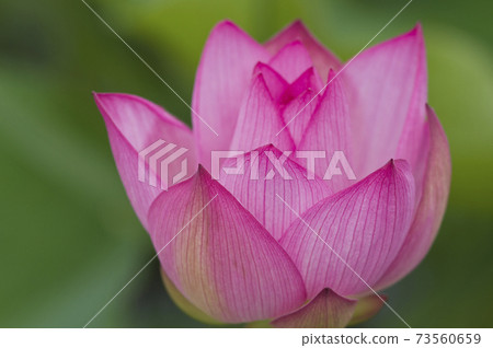 奈良縣京原藤原的荷花池裡盛開著蓮花。學名是Nelumbo nucifera。 奈良縣京原藤原的荷花池裡盛開著蓮花。學名是Nelumbo nucifera。 73560659