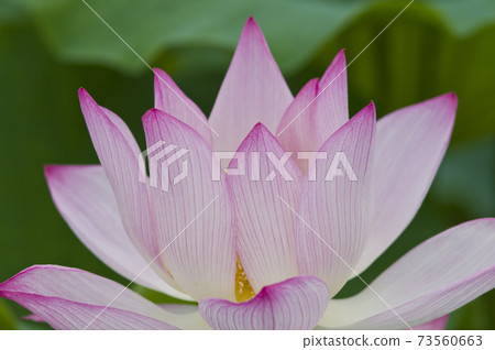 Lotus flowers are in bloom in the lotus pond at the site of Fujiwarakyo in Nara Prefecture. The scientific name is Nelumbo nucifera. Lotus flowers are in bloom in the lotus pond at the site of Fujiwarakyo in Nara Prefecture. The scientific name is Nelumbo nucifera. 73560663