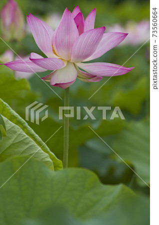 Lotus flowers are in bloom in the lotus pond at the site of Fujiwarakyo in Nara Prefecture. The scientific name is Nelumbo nucifera. Lotus flowers are in bloom in the lotus pond at the site of Fujiwarakyo in Nara Prefecture. The scientific name is Nelumbo nucifera. 73560664