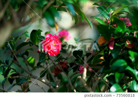 可愛的花 73560818