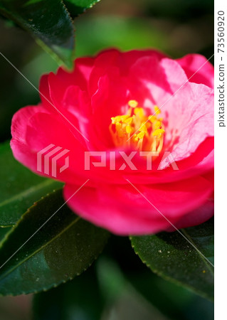 Cute flower Cute flower 73560920