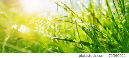 Fresh green grass background in sunny summer day 73560921
