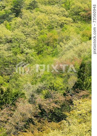 Fresh green 73560948