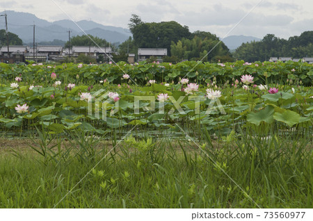 Lotus flowers are in bloom in the lotus pond at the site of Fujiwarakyo in Nara Prefecture. The scientific name is Nelumbo nucifera. 73560977