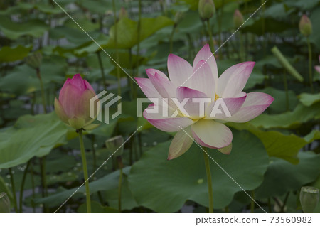 奈良縣京原藤原的荷花池裡盛開著蓮花。學名是Nelumbo nucifera。 奈良縣京原藤原的荷花池裡盛開著蓮花。學名是Nelumbo nucifera。 73560982