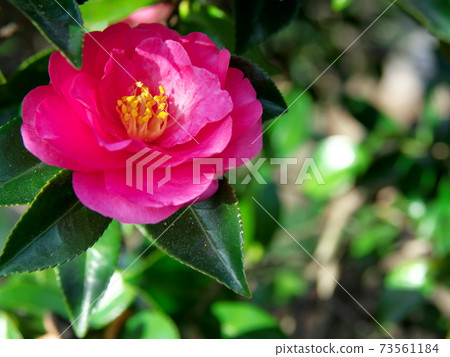 Cute flower Cute flower 73561184