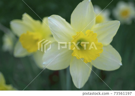 白色喇叭水仙花的前面 照片素材 圖片 圖庫