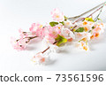 Cherry tree branch 73561596