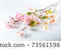 Cherry tree branch 73561598