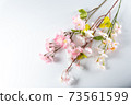 Cherry tree branch 73561599