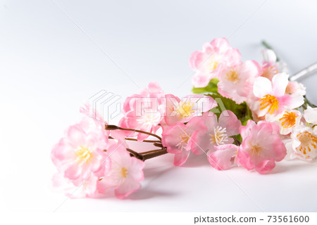 Cherry tree branch Cherry tree branch 73561600
