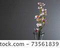 Vase and cherry blossom black background 73561839
