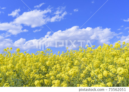 宮城縣角田市春季油菜開花和藍天 宮城縣角田市春季油菜開花和藍天 73562051