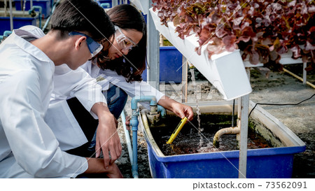 2 Scientists examined the quality of vegetable organic salad and lettuce from the farmer's hydroponic farm 73562091