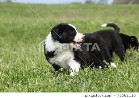 Adorable puppy of Border collie Adorable puppy of Border collie 73562116