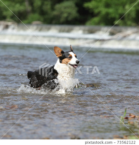 Welsh Corgi Cardigan running Welsh Corgi Cardigan running 73562122