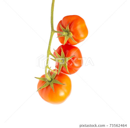 Twig with three red ripe tomatoes on a white background, isolate. Natural vegetables grown in the garden Twig with three red ripe tomatoes on a white background, isolate. Natural vegetables grown in the garden 73562464