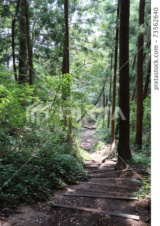 在森林裡的山路 73562640