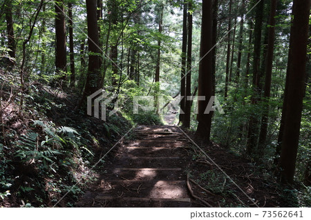 在森林裡的山路 73562641