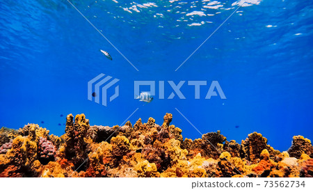 Underwater photograph of Okinawa Tokashikijima Underwater photograph of Okinawa Tokashikijima 73562734