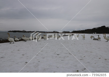 Swan at Shidahama in Lake Inawashiro, Fukushima Prefecture in 2021 Swan at Shidahama in Lake Inawashiro, Fukushima Prefecture in 2021 73562835