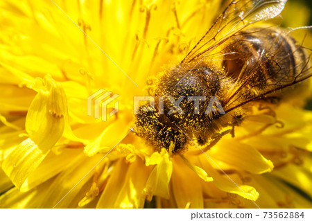 Honey bee covered with yellow pollen drink nectar, pollinating yellow dandelion flower. Inspirational natural floral spring or summer blooming garden background. Life of insects. Macro, close up 73562884