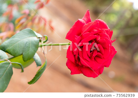 Red color rose flower on green leaf background Red color rose flower on green leaf background 73562939