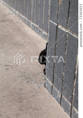 Black stray lazy cat chilling and peeking from behind a wall corner in bright sunny day 73563853