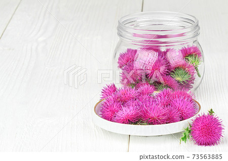 Milk thistle Milk thistle 73563885