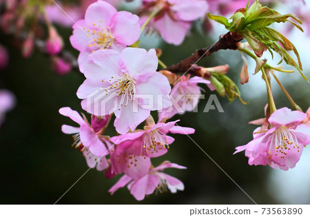 Cherry petals Cherry petals 73563890