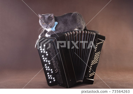 Musical art cat with blue bowtie laying on bayan accordion 73564263