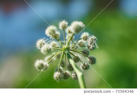 Angelica plan, umbelliferae  bloom 73564346