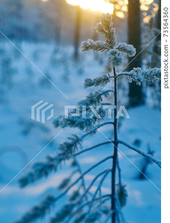 winter landscape 73564360