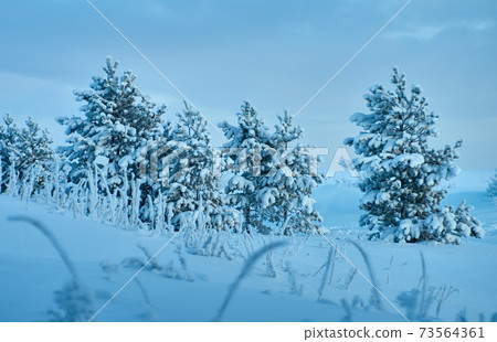 Beautiful Christmas landscape 73564361